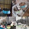 Crate Dog Bowl; Removable Stainless Steel Hanging Pet Cage Bowl Food & Water Feeder Cup for Puppy